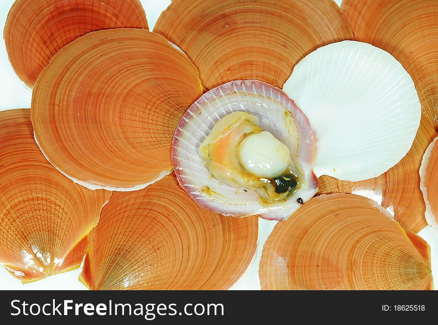 An Open Scallop Showing The Meat On A Background Of Shells. An Open Scallop Showing The Meat On A Background Of Shells