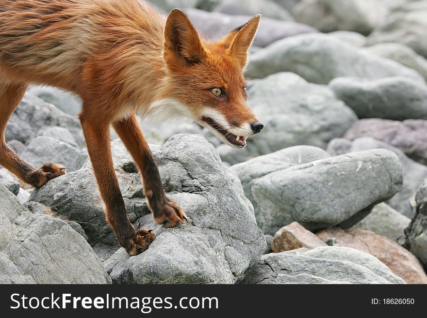 Bright red fox with grey stone on the background