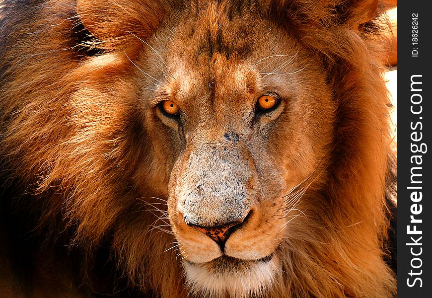 This huge male lion had impressive piercing eyes. This huge male lion had impressive piercing eyes