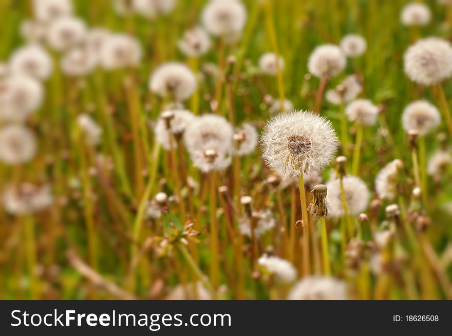 Dandelion - Symbol of summer and freedom. Dandelion - Symbol of summer and freedom