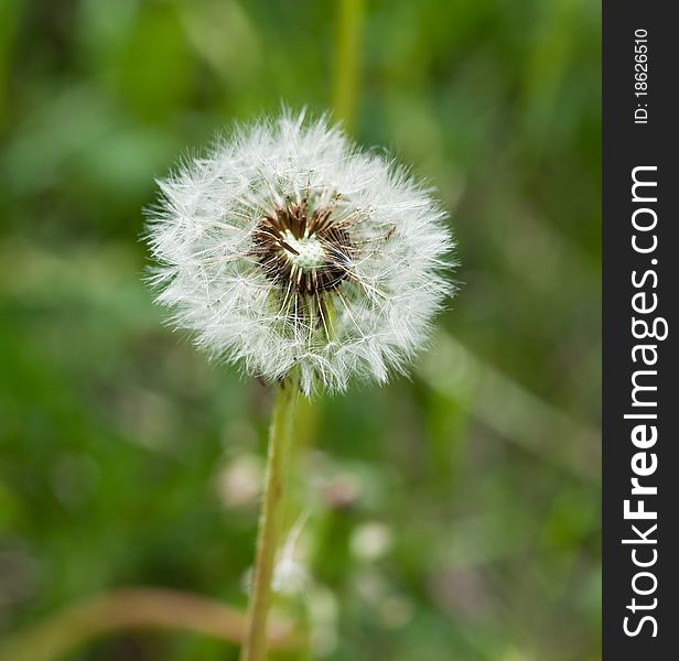 Dandelion - Symbol of summer and freedom