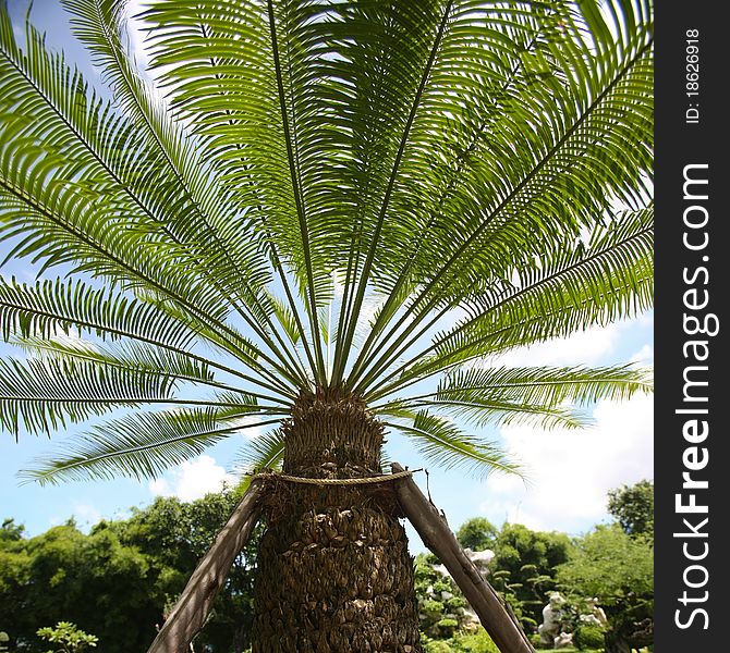 Palm leaves across blue sky. Palm leaves across blue sky