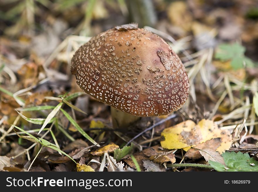 A close-up shot of a brown toadstool in the autumnal forest