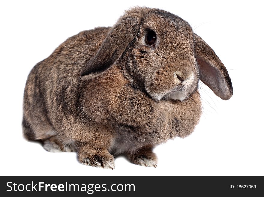 Adorable rabbit isolated on a white