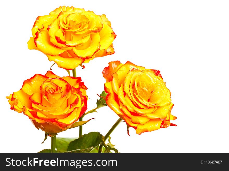 Yellow Roses Isolated