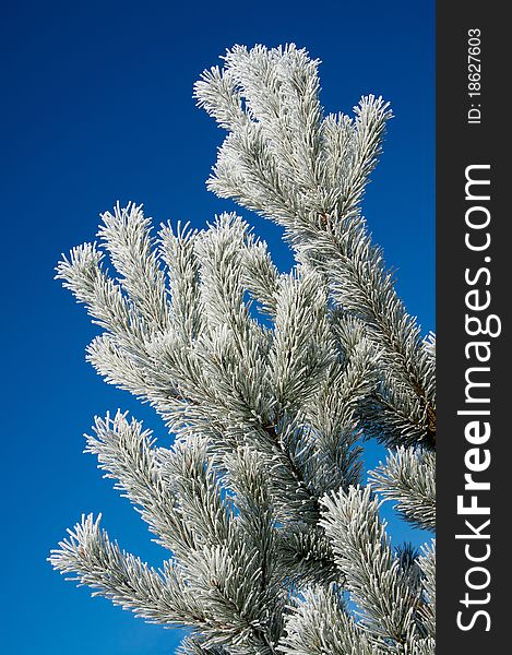 Pine tree branches covered with hoar frost in blue sky. Pine tree branches covered with hoar frost in blue sky