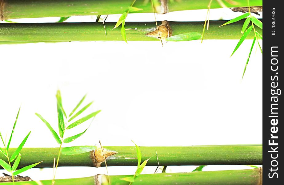 Bamboo isolated on white background