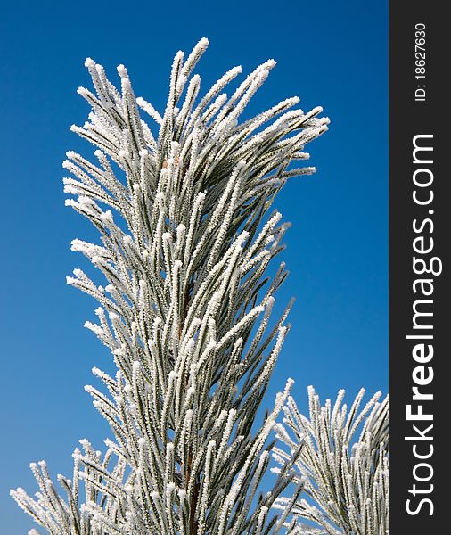 Frozen pine branch close up