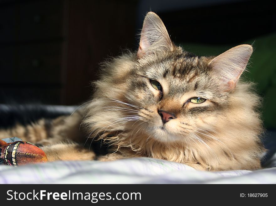 Serene Maine coon cat laying with toy