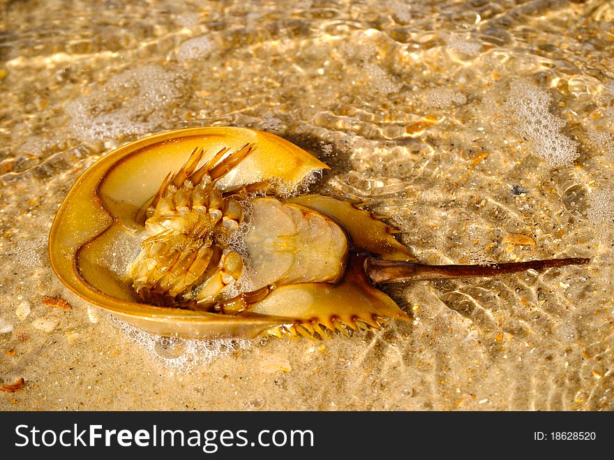 A Horseshoe Crab belly up that washed up on the sand at Cape Lookout National Seashores in NC. A Horseshoe Crab belly up that washed up on the sand at Cape Lookout National Seashores in NC.