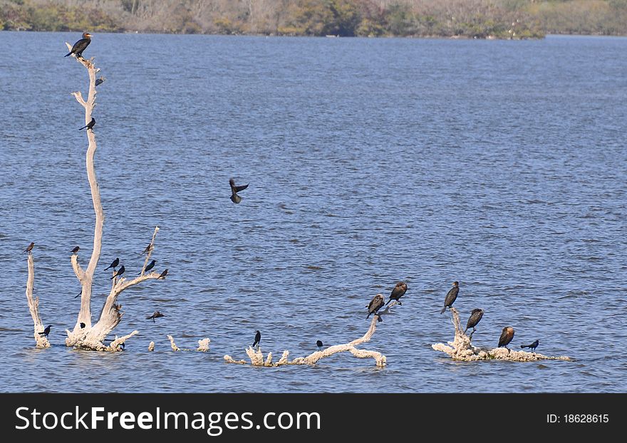 In the middle of a tropical lagoon, these warm-weather birds rest and play. In the middle of a tropical lagoon, these warm-weather birds rest and play