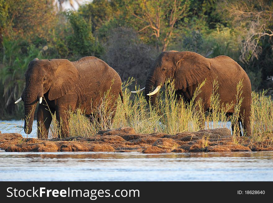 Pair of elephants on the bank of the river