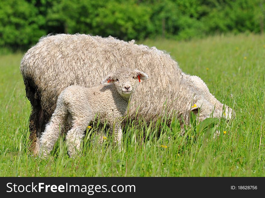 Mum Sheep And Her Baby Lamb