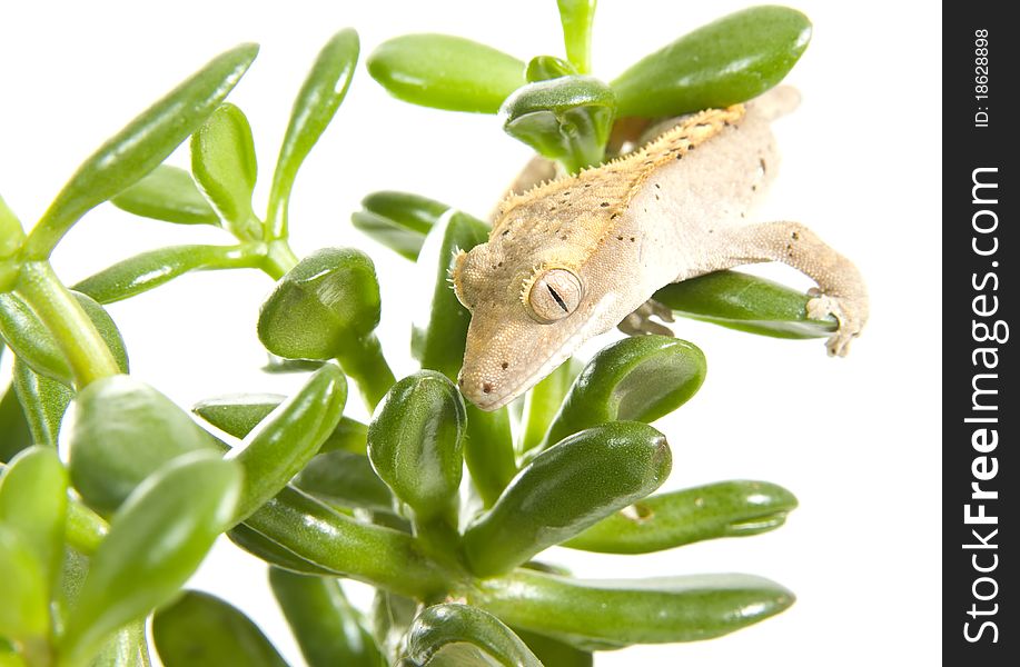 Small adult colorful gecko on plant isolated on white background