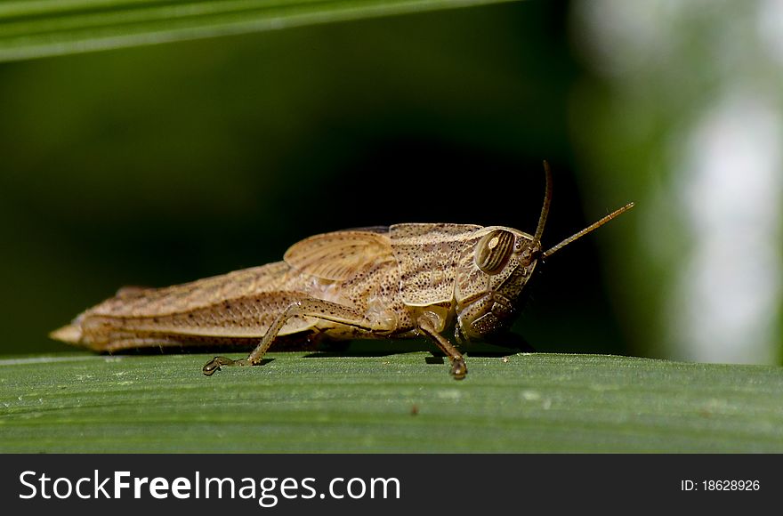 Baby Grass Hopper with undeveloped wings. Baby Grass Hopper with undeveloped wings.