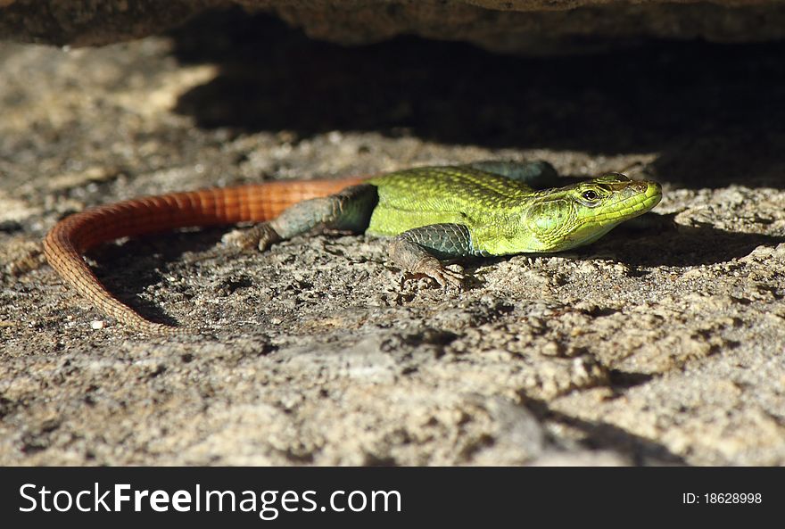 A male Flat lizard displays a bright green body, as well as a bright orange tail during breeding season to attract females. these Males often do not survive long in the African bush as predators can spot and find them very easily during this time, keeping the gravid female's chances of survival to a maximum. A male Flat lizard displays a bright green body, as well as a bright orange tail during breeding season to attract females. these Males often do not survive long in the African bush as predators can spot and find them very easily during this time, keeping the gravid female's chances of survival to a maximum