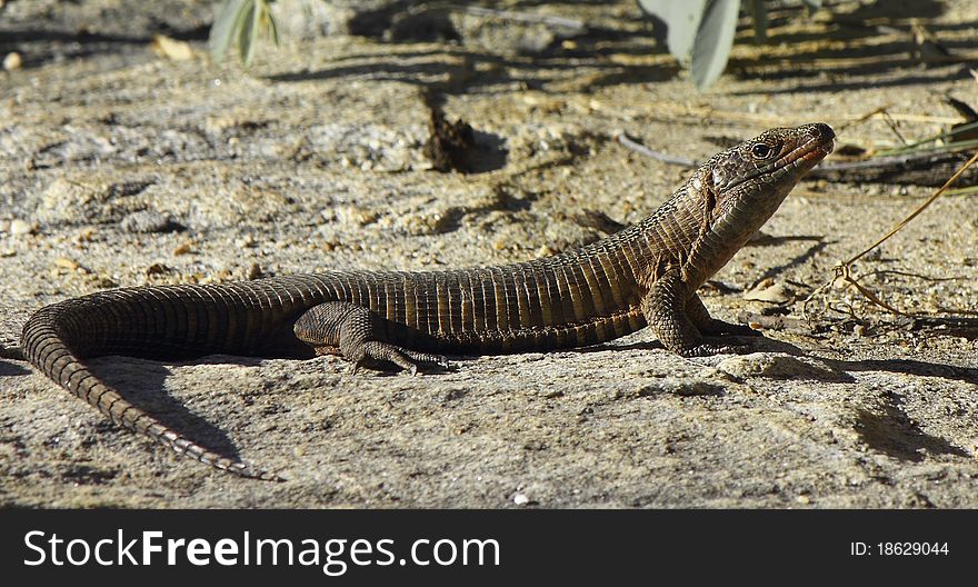 Giant plated lizard basing in the morning sun, head held high signals its alertness not only to predators but also to rival males that may look to cross his territory.