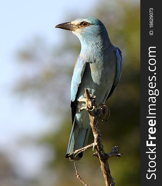 European roller perched on a bush; Coracias Garrulus