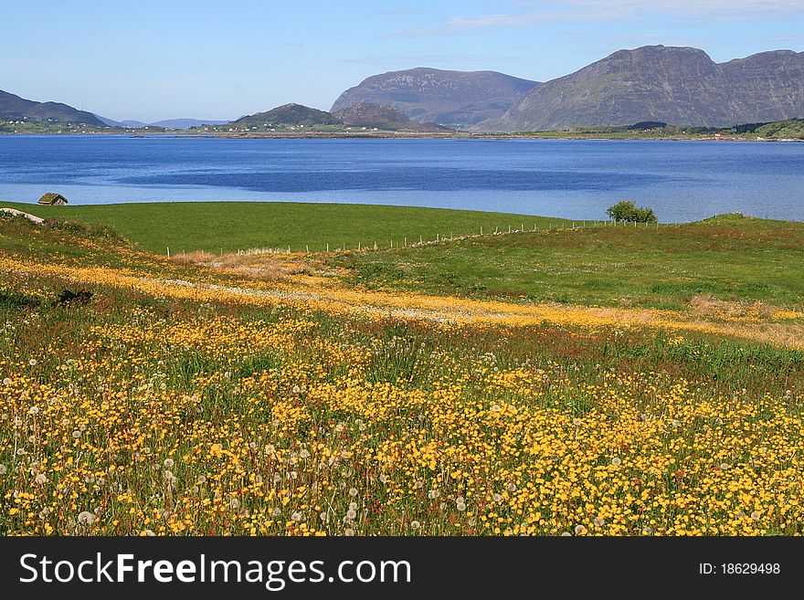 Landscape with flowers near water in Norway