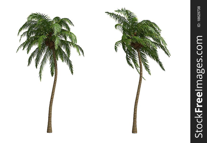 Coconut palms isolated on white