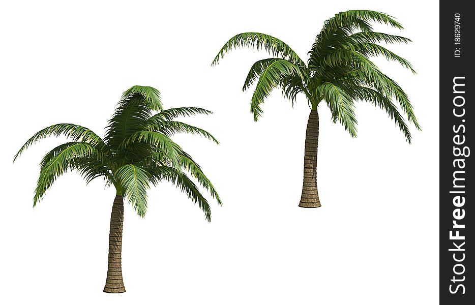 Coconut palms isolated on white