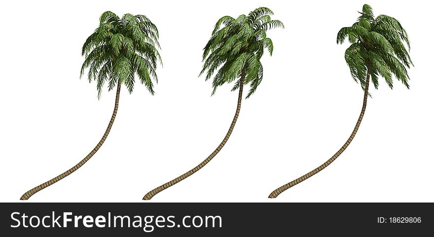 Coconut palms isolated on white