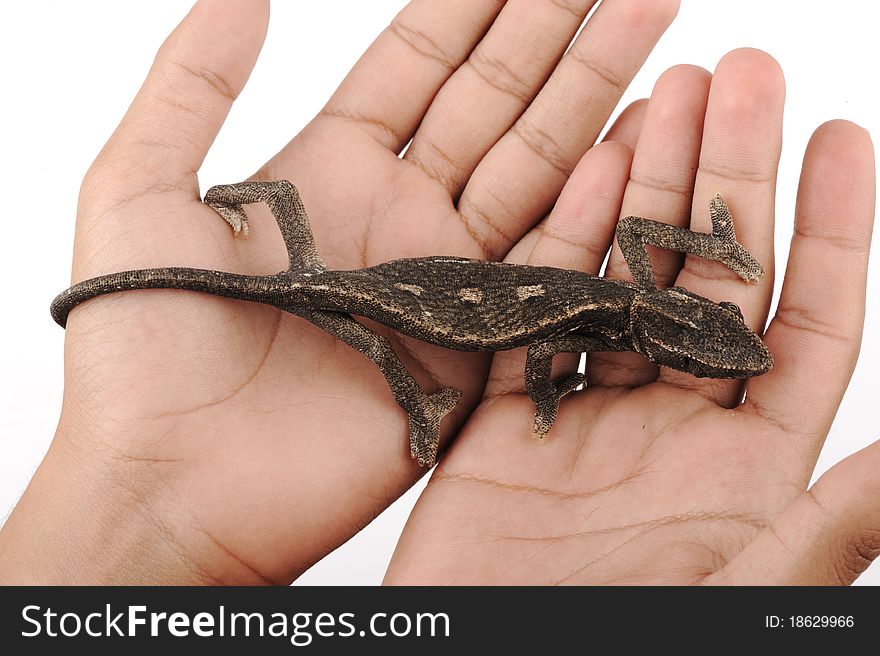 Cameleon isolated in human hands