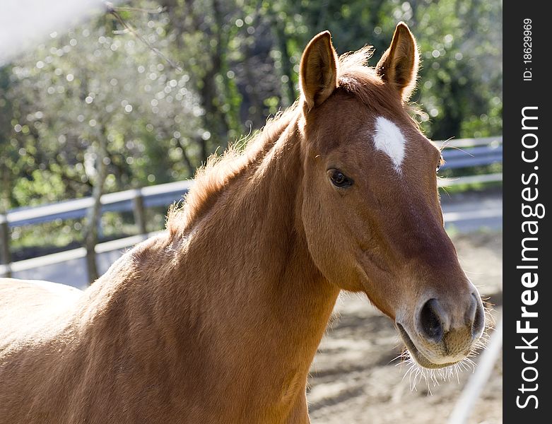 Close up of a beautiful horse