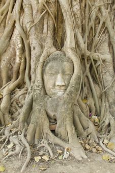 Stone Buddha Head In The Tree Roots, Stock Photos