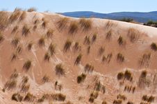 Desert Dune Grass Royalty Free Stock Photography Desert Dune Grass Royalty Free Stock Photography