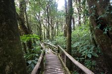 Footpath In Forest Royalty Free Stock Photography Footpath In Forest Royalty Free Stock Photography