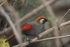 Red-tailed Laughingthrush Stock Photo Red-tailed Laughingthrush Stock Photo