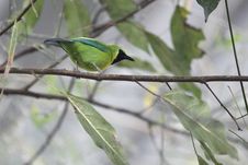 Blue-winged Leafbird Royalty Free Stock Images