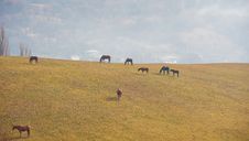 Horses On A Pasture Royalty Free Stock Image Horses On A Pasture Royalty Free Stock Image