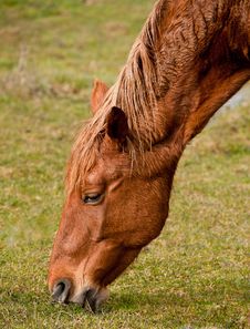 Horses On A Pasture Royalty Free Stock Photography Horses On A Pasture Royalty Free Stock Photography