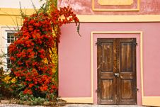 Bright Bush On The Wall. Stock Photos Bright Bush On The Wall. Stock Photos