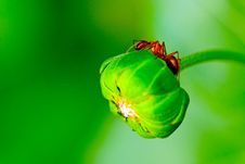 Red Ant On Sunflower Bud Royalty Free Stock Photography Red Ant On Sunflower Bud Royalty Free Stock Photography