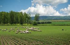 Sheep On Pasture Royalty Free Stock Images Sheep On Pasture Royalty Free Stock Images