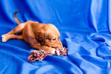 Saluki Pup And Toy Stock Photo