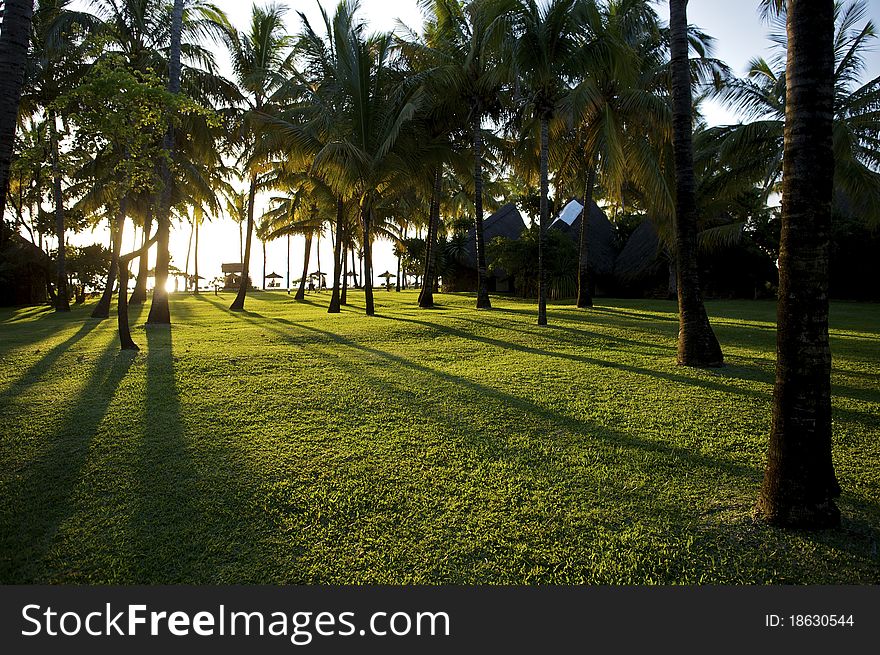 Palm tree against a cloud lit by the setting Sun. Palm tree against a cloud lit by the setting Sun