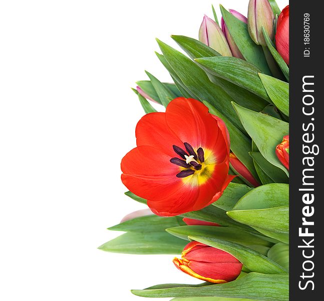 Bouquet of tulips isolated on white background