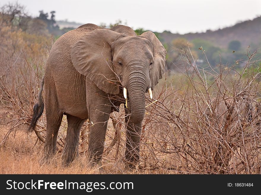 African elephant in Kruger National Park, South Africa