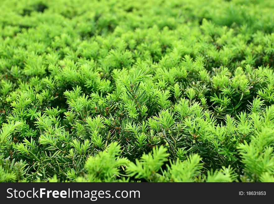 Background from branches of a fur-tree. Background from branches of a fur-tree