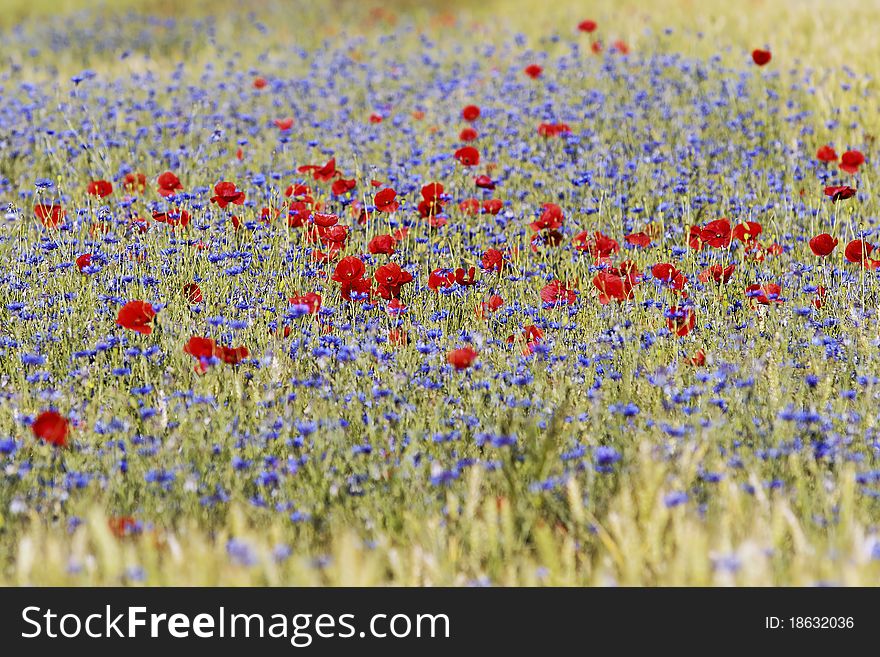 Close up on red  poppies and cornflowers. Close up on red  poppies and cornflowers