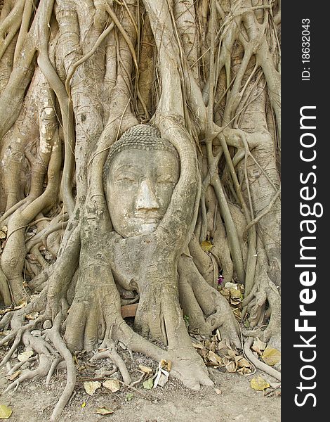 Stone buddha head in the tree roots, Ayutthaya is old capital of Thailand