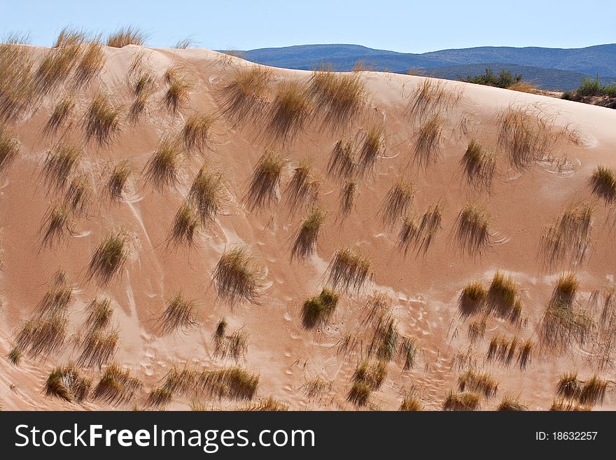 Dune grass on desert dune in Witsand nature reserce, South Africa. Dune grass on desert dune in Witsand nature reserce, South Africa