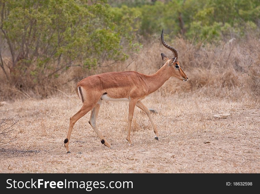 Single male impala ram in Kruger National Park, South Africa. Single male impala ram in Kruger National Park, South Africa