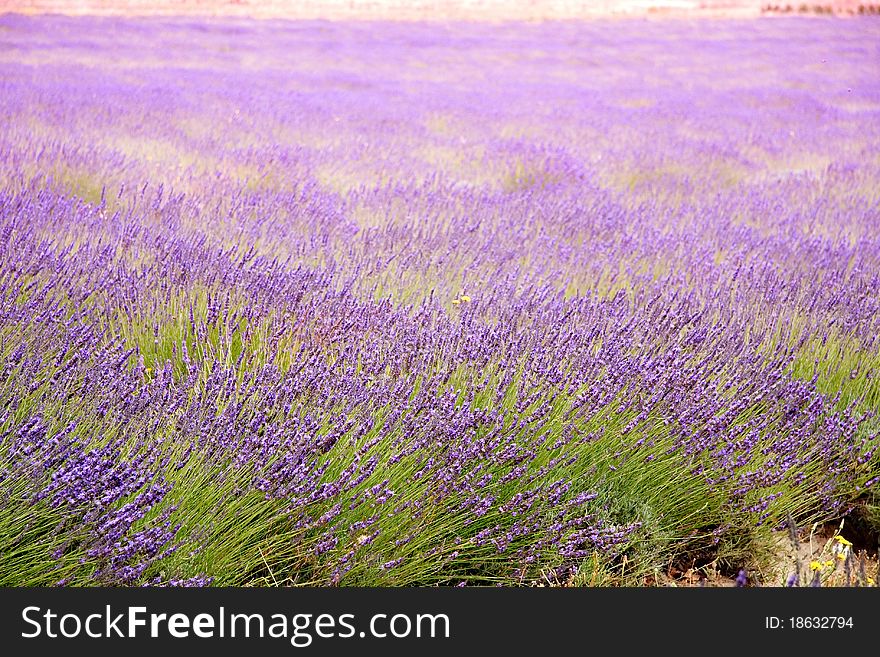 Purple lavender fields in Paarl, South Africa