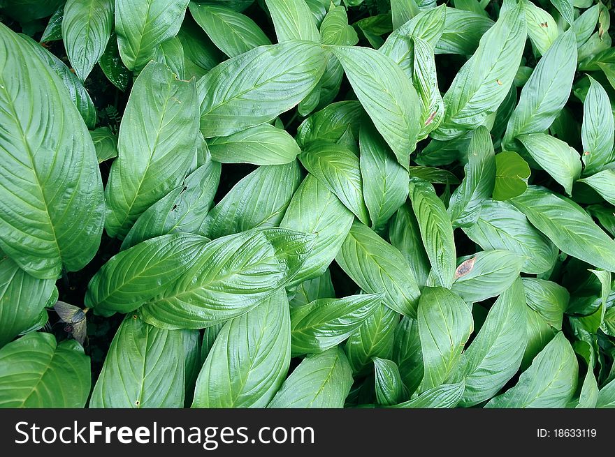 Green leaf background abstract in nature