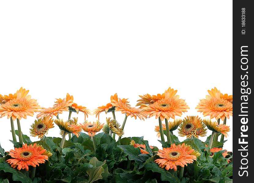 A cluster of gerbera and white background